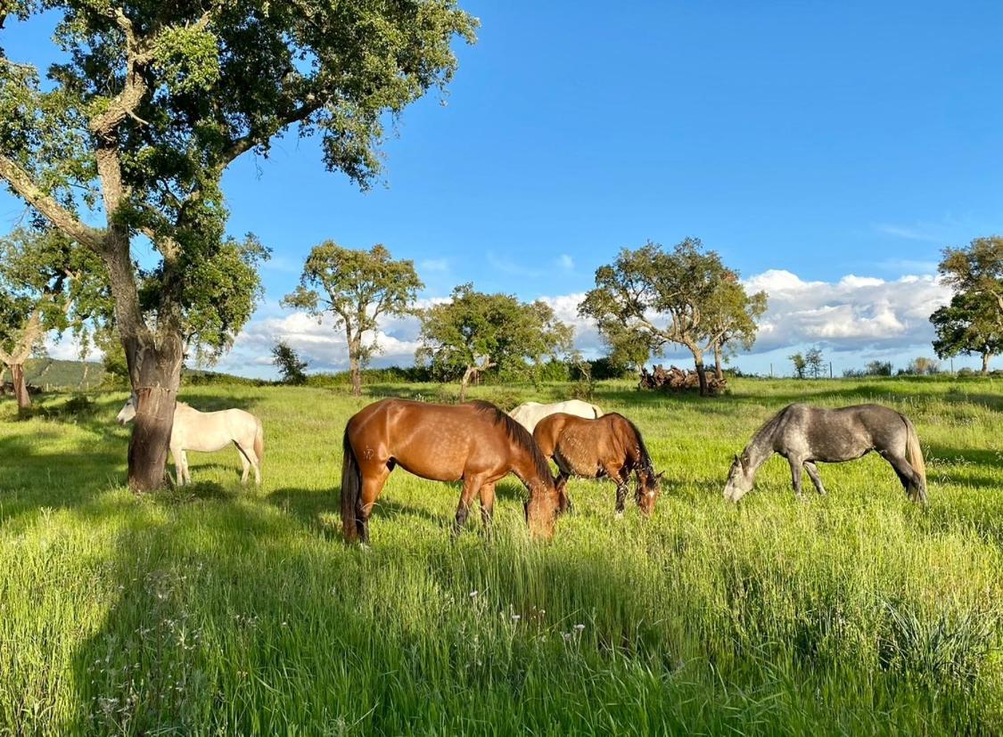 Herdade De Santa Maria Almeirim Eksteriør bilde